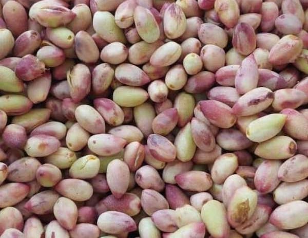 تصویر 5 از خرید پسته تازه با پوست + قیمت فروش استثنایی